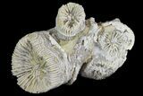 Jurassic Coral Colony (Thecosmilia) Fossil - Germany #157303-1